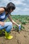 Woman use digital soil meter in the soil. Cabbage plants. Sunny day