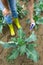 Woman use digital soil meter in the soil. Cabbage plants. Sunny day