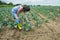 Woman use digital soil meter in the soil. Cabbage plants. Sunny day