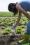 Woman use digital soil meter in the soil. Lettuce plants. Sunny day