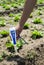 Woman use digital soil meter in the soil. Lettuce plants. Sunny day