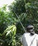 Woman use long handled fruit picker to pick mangos in orchard