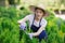 Woman uses gardening tool to trim hedge, cutting bushes with garden shears