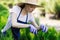 Woman uses gardening tool to trim hedge, cutting bushes with garden shears