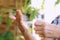 Woman using alcohol nano mist sprayer antiseptic cleaning on her hands protection during Coronavirus pandemic Covid-19.Hand using