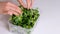 Woman using corn salad film for food storage on a white table. Roll of transparent polyethylene food film for packing