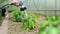 Woman using hose to water bell peppers in a greenhouse on summer day. Growing own fruits and vegetables in a homestead.