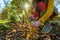 Woman using pruning shears to cut back dahlia plant foliage before digging up the tubers for winter storage.