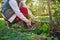 Woman using pruning shears to cut back dahlia plant foliage before digging up the tubers for winter storage.