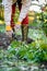 Woman using pruning shears to cut back dahlia plant foliage before digging up the tubers for winter storage.