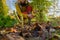 Woman using pruning shears to cut back dahlia plant foliage before digging up the tubers for winter storage. Autumn gardening jobs