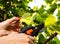 Woman using secateurs for wine branch