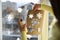 Woman using snow spray for decorating window with snowflakes at home, closeup