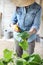 Woman in vegetable garden sprays pesticide on leaf of plant with caterpillar, care of plants for growth