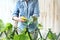 Woman in vegetable garden sprays pesticide on leaf of plant with caterpillar, care of plants for growth