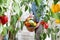 Woman in vegetable garden with wicker basket full of vegetables in the middle of sweet peppers lush plants, growth and harvest