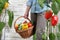 Woman in vegetable garden with wicker basket full vegetables in the middle of sweet peppers lush plants, growth and harvest