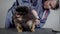 Woman veterinarian is cutting claws on a rear paws of cute small spitz, placed on a black table in grooming room