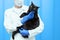 woman veterinarian holds a black cat in her arms