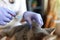 Woman veterinarian making injection to grey cat