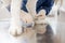 Woman veterinarian trim the claws of a big white sheepdog