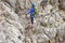 Woman on via ferrata suspended wire bridge at Cesare Piazzetta klettersteig route, Dolomites mountains, Italy.