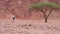 Woman Videographer with Tripod in the Desert of Egypt.