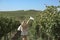 Woman in a vineyard in the sun