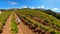 woman in vineyards of Corsica