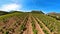 Woman in vineyards of Corsican hills