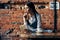 woman waiter coffee cup Near the table brick wall