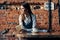 woman waiter coffee cup Near the table brick wall