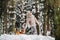 A woman on a walk with her dog in the winter forest. mistress and dog game in the snowy forest