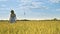 Woman walking away in agriculture field. Alone concept