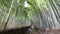 Woman walking in Bamboo Forest