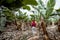 Woman walking on the bannana plantation