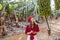 Woman walking on the bannana plantation