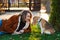 Woman walking with beagle puppy in backyard