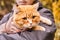 Woman walking with big ginger cat on leash in the park. Selective focus on the cat