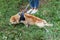 Woman walking a dog with disability. Dog with paralyzed hind paws on a walk in park.