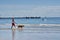 Woman walking a dog on Frankston Beach