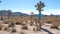Woman Walking In Dry Desert With Huge Rocks Hills And Joshua Tree Cactus