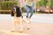 Woman walking English Springer Spaniel dog