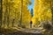 Woman walking among fall colors