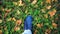 Woman walking feet on autumn leaves ground. Female