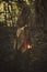 Woman walking in a forest with lantern