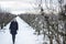 Woman walking among fruit trees on a snowy winter day.