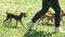 Woman is walking with her three little dogs.