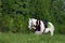 Woman walking horse in rural field