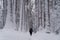 Woman walking between huge snowy pines and firs, hiking on fresh frosty weather in winter forest